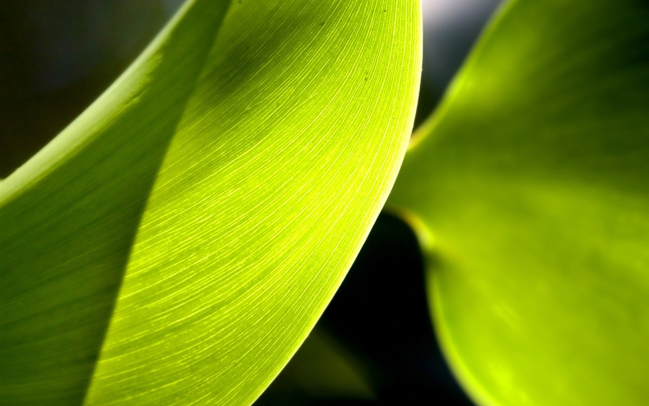 Vista 植物壁紙(五) #39 - 1280x800