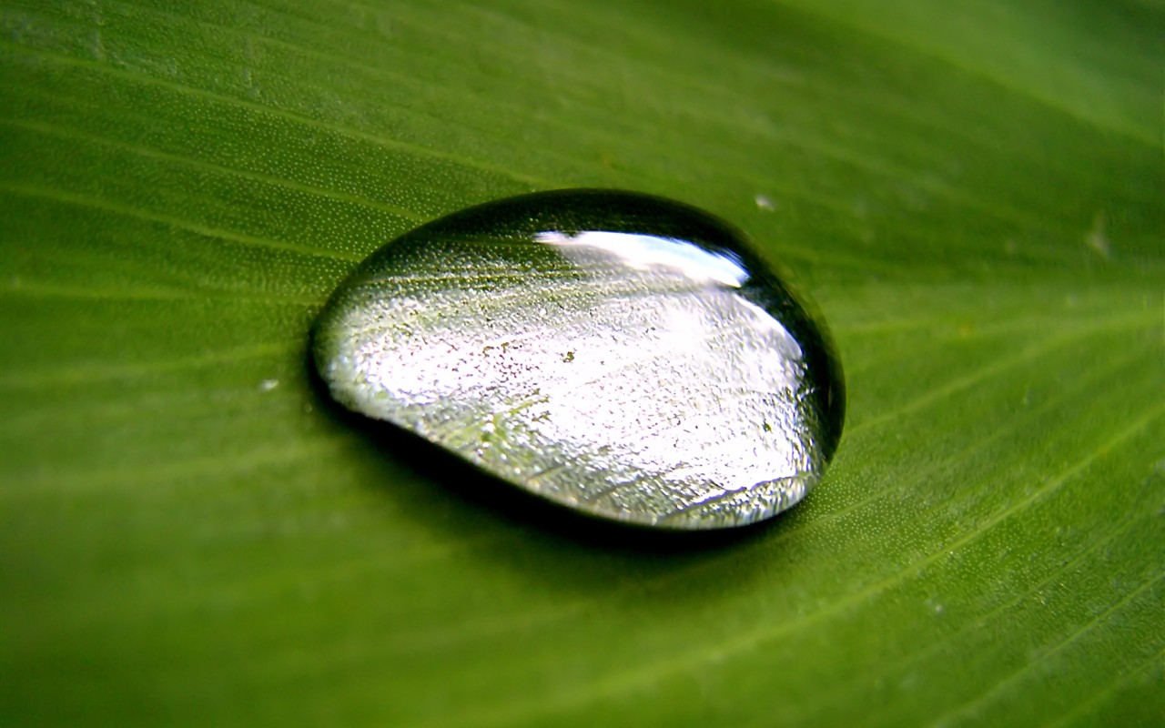 Vista 植物壁紙(七) #10 - 1280x800
