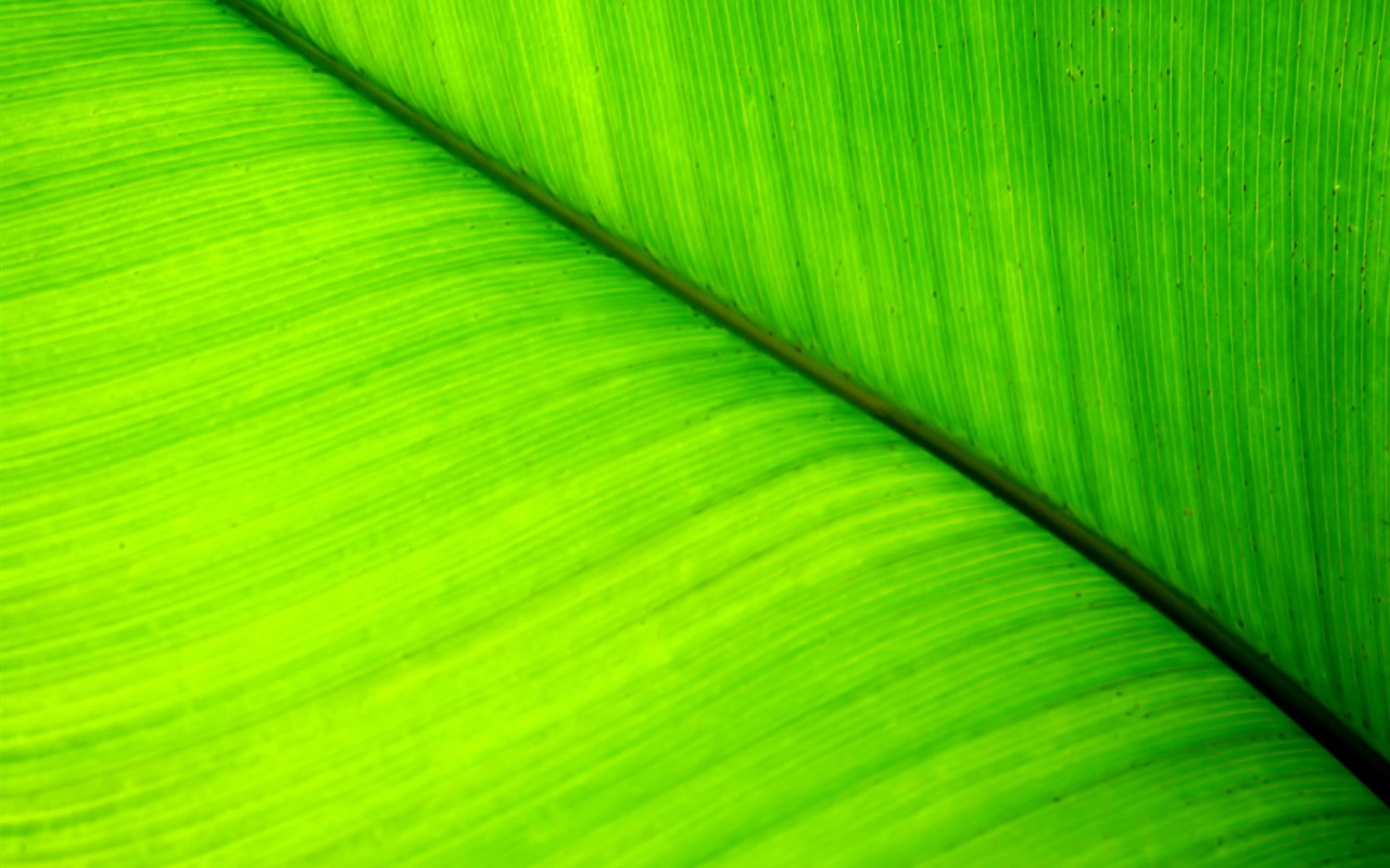 Vista rostlin tapetu (7) #25 - 1280x800