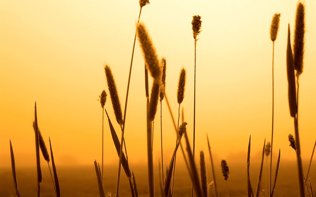 Vista 植物壁纸(七)27 - 1280x800