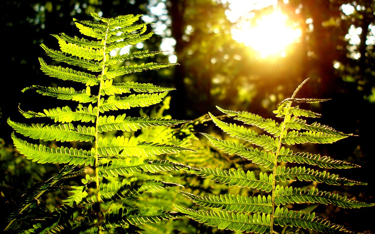 Vista 植物壁紙(七) #28 - 1280x800