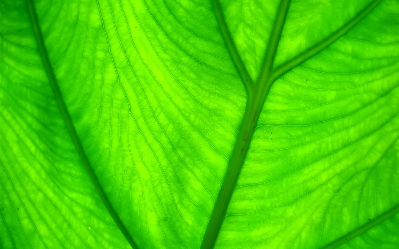 Vista Wallpaper plantes (7) #29 - 1280x800