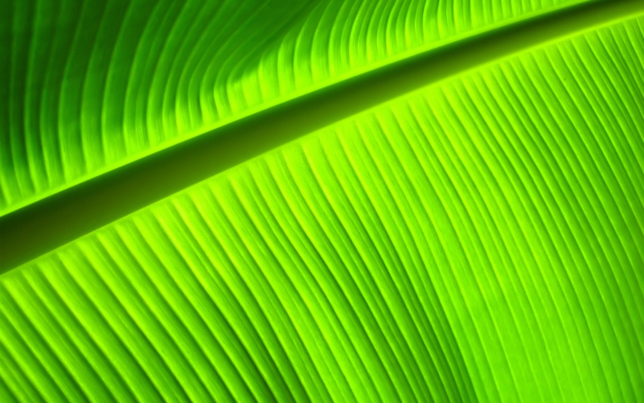 Vista 植物壁紙(七) #30 - 1280x800