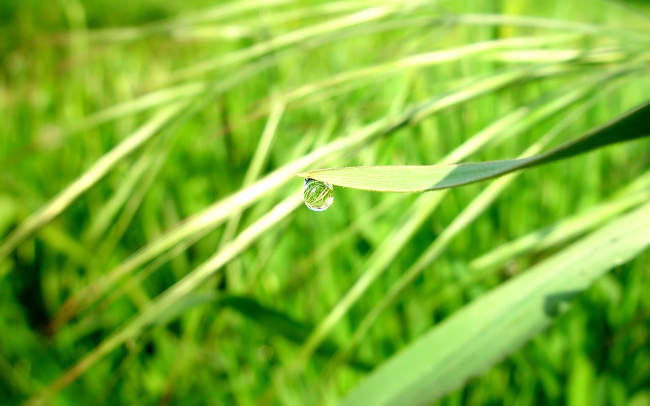 Vista 植物壁紙(七) #32 - 1280x800