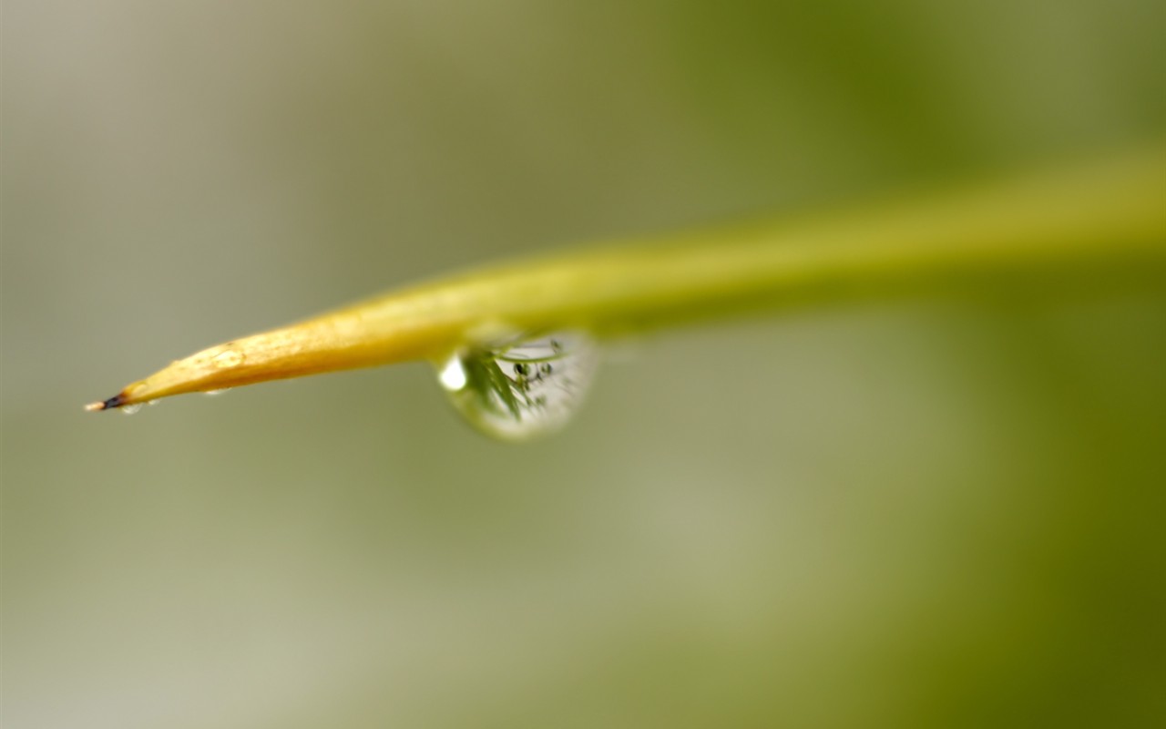 Vista 植物壁纸(七)36 - 1280x800