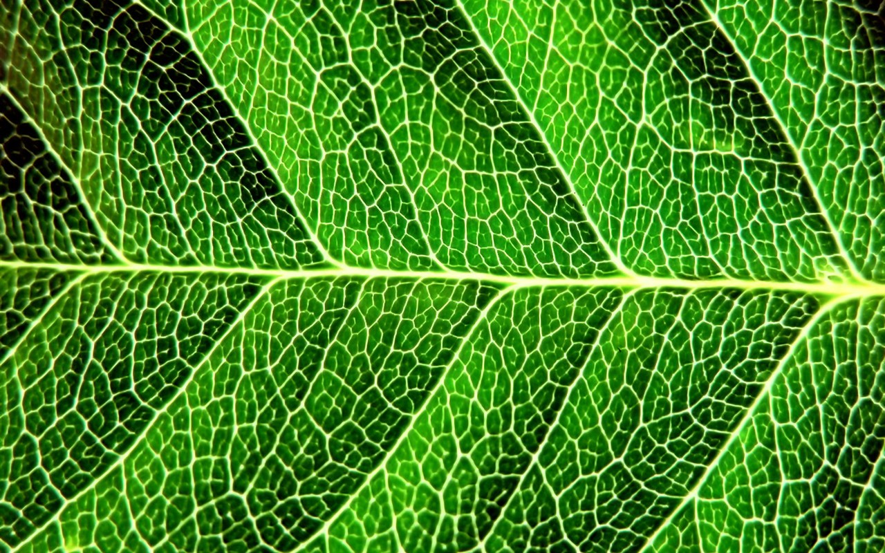 Vista Plant wallpaper (7) #40 - 1280x800