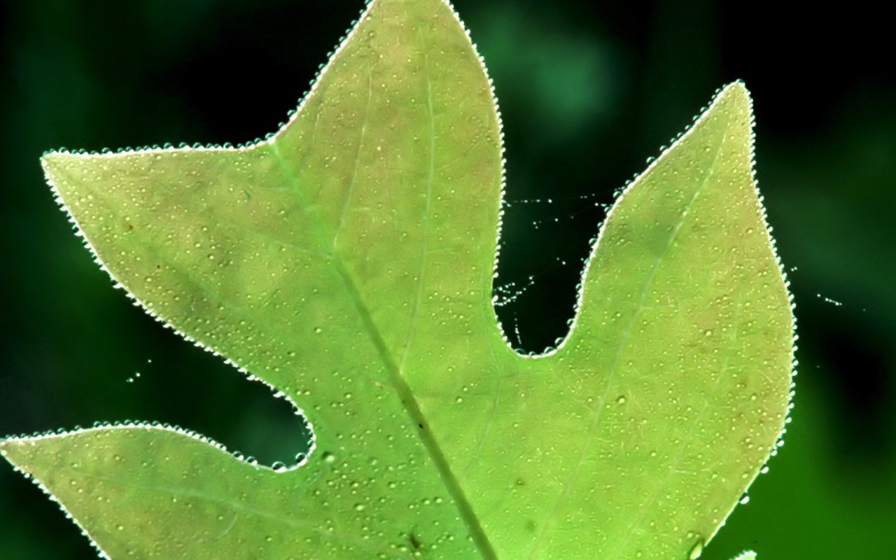 Vista 植物壁紙(八) #4 - 1280x800