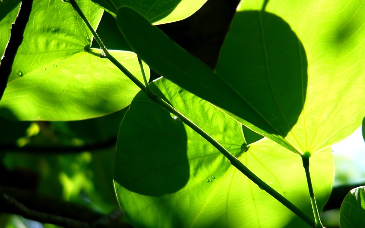 Vista Plant wallpaper (8) #6 - 1280x800