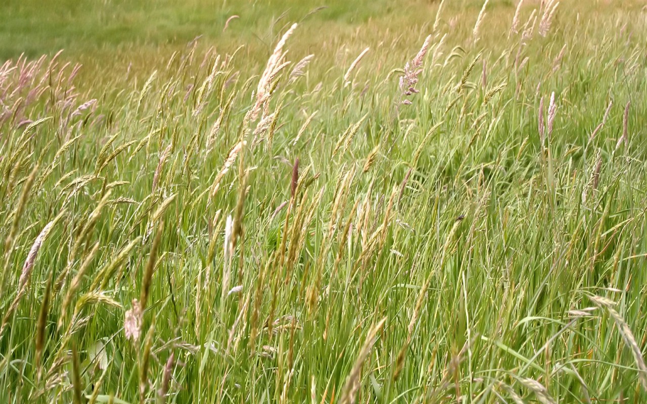 Vista 植物壁紙(八) #10 - 1280x800
