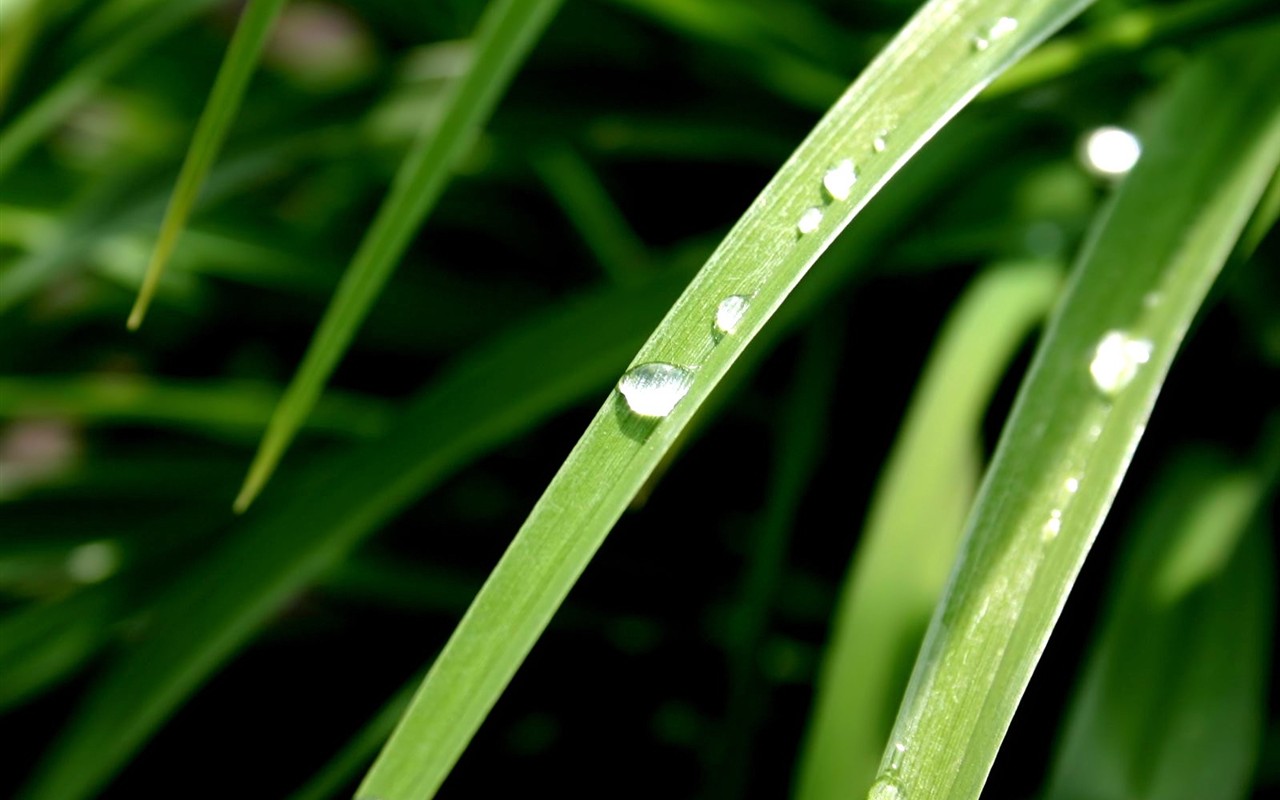 Vista 植物壁紙(八) #11 - 1280x800
