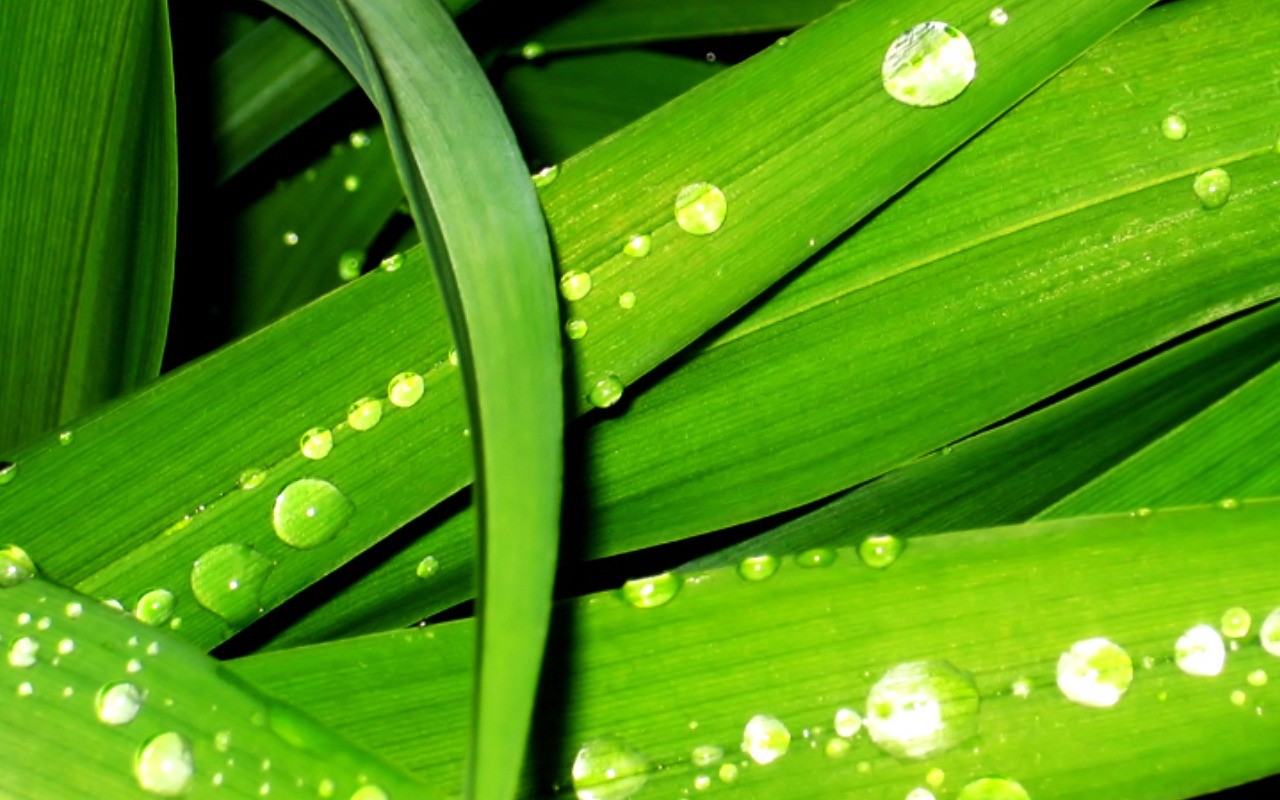 Vista Wallpaper plantes (8) #12 - 1280x800