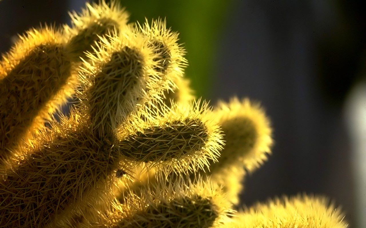 Vista 植物壁紙(八) #15 - 1280x800