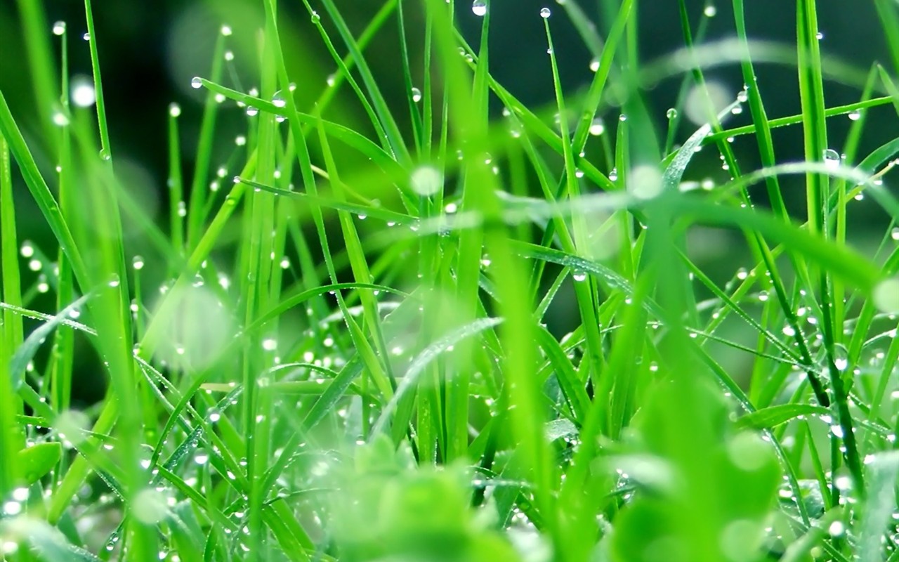 Vista 植物壁紙(八) #18 - 1280x800