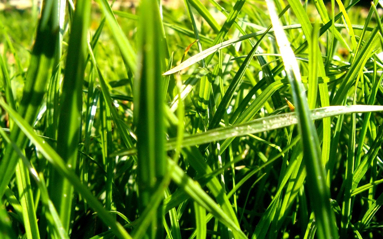 Vista rostlin tapetu (8) #20 - 1280x800