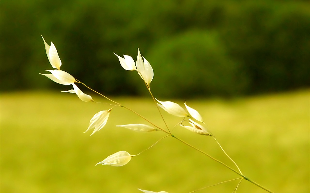Vista 植物壁紙(八) #25 - 1280x800