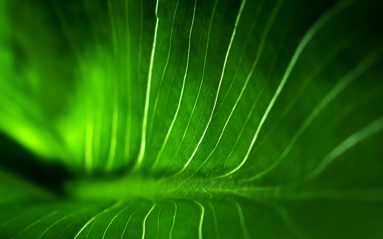 Vista 植物壁紙(八) #28 - 1280x800