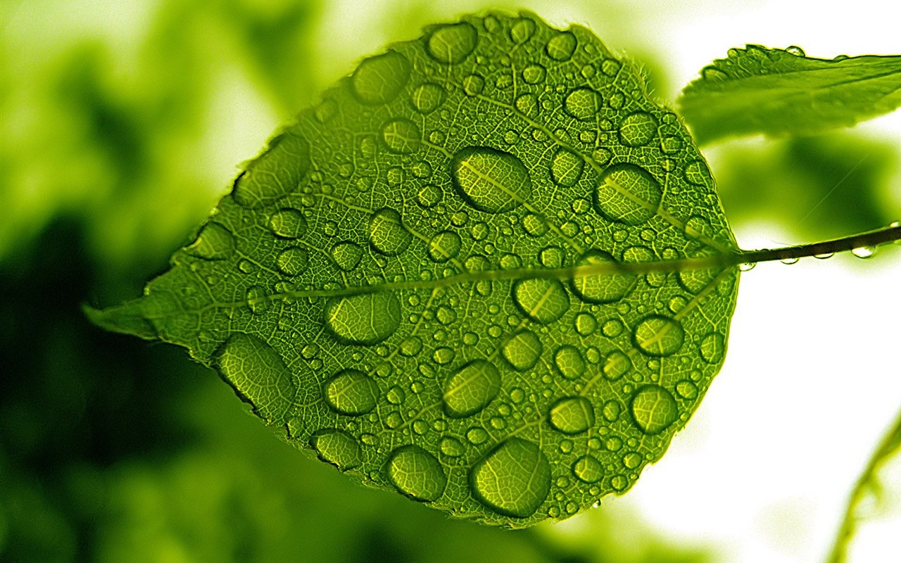 Vista 植物壁紙(八) #29 - 1280x800