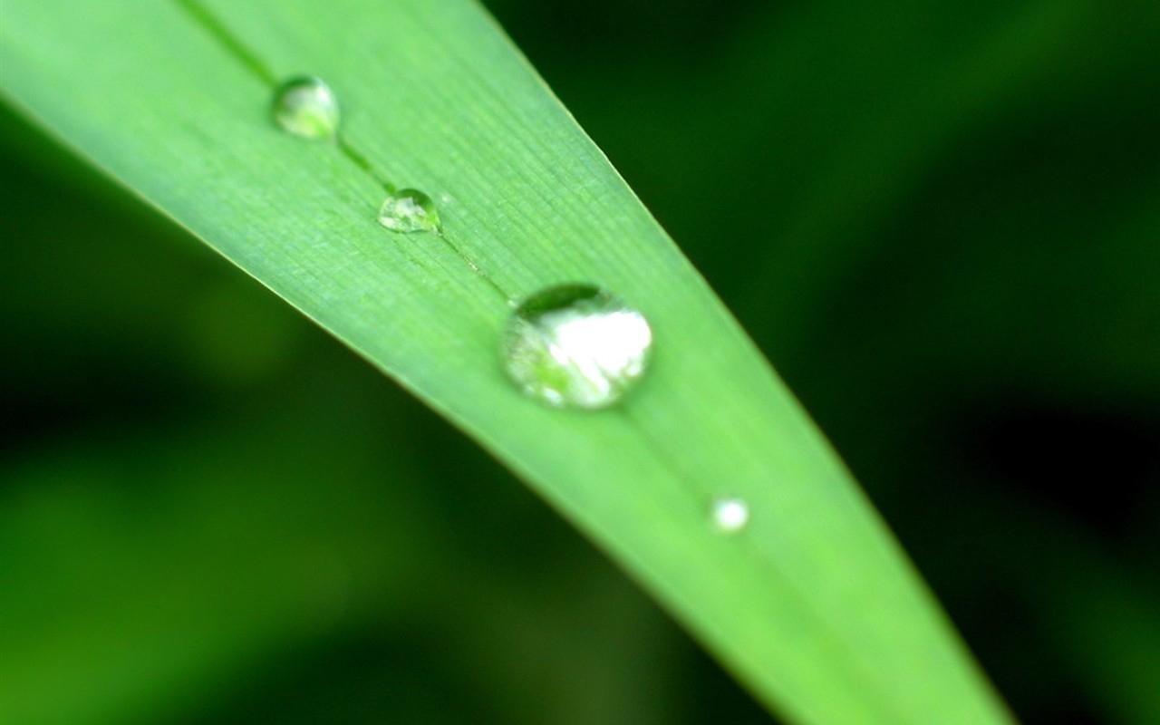 Vista 植物壁紙(八) #32 - 1280x800