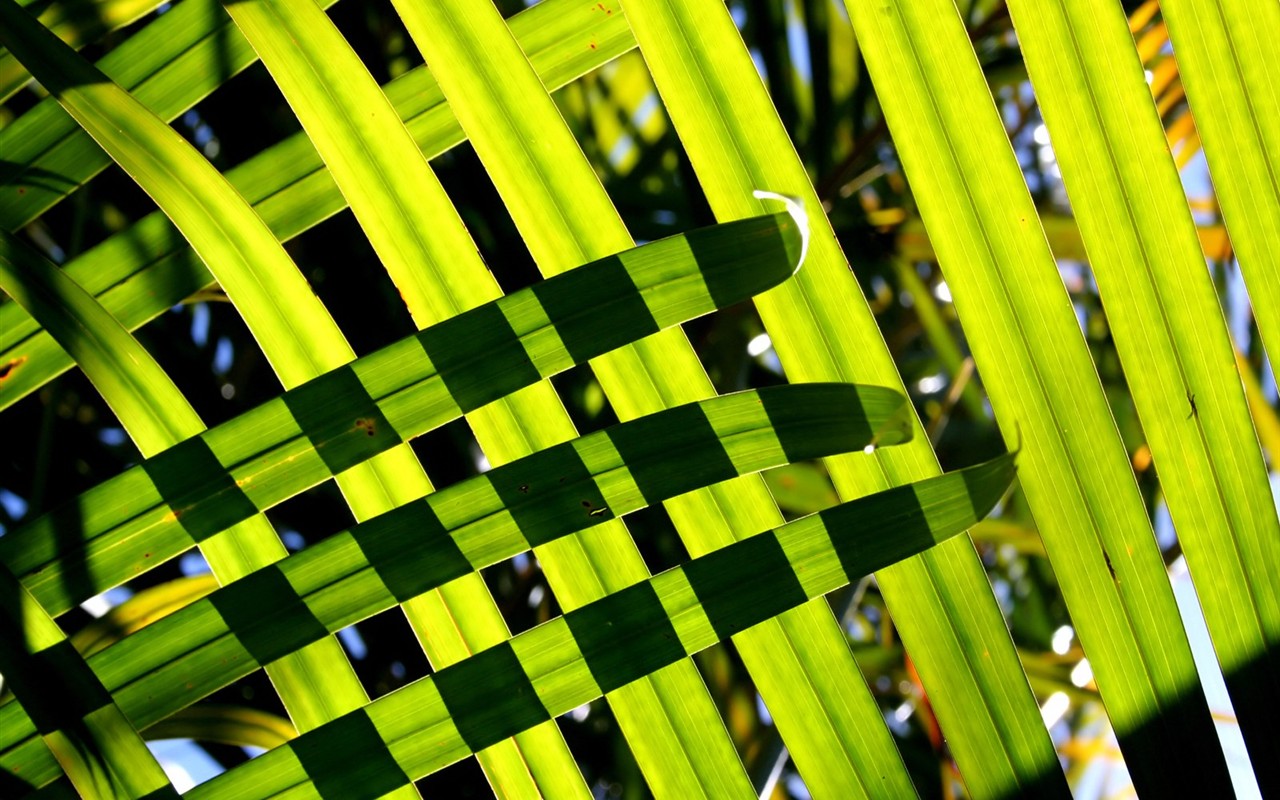 Vista 植物壁紙(八) #33 - 1280x800