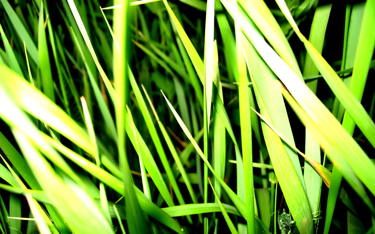 Vista 植物壁紙(八) #39 - 1280x800