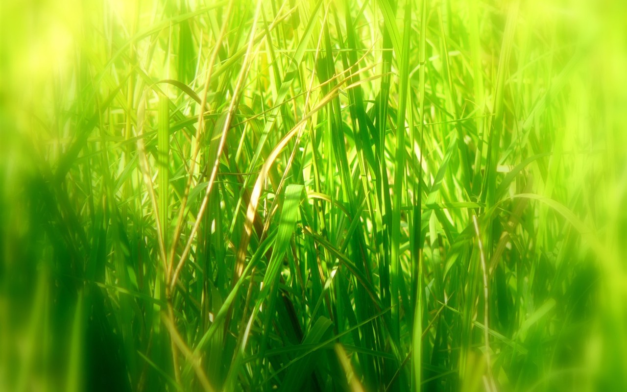 Vista rostlin tapetu (9) #1 - 1280x800