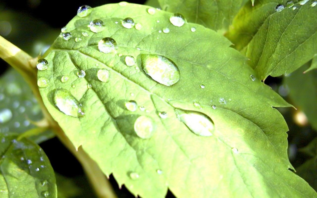  Vistaの植物の壁紙(9) #13 - 1280x800