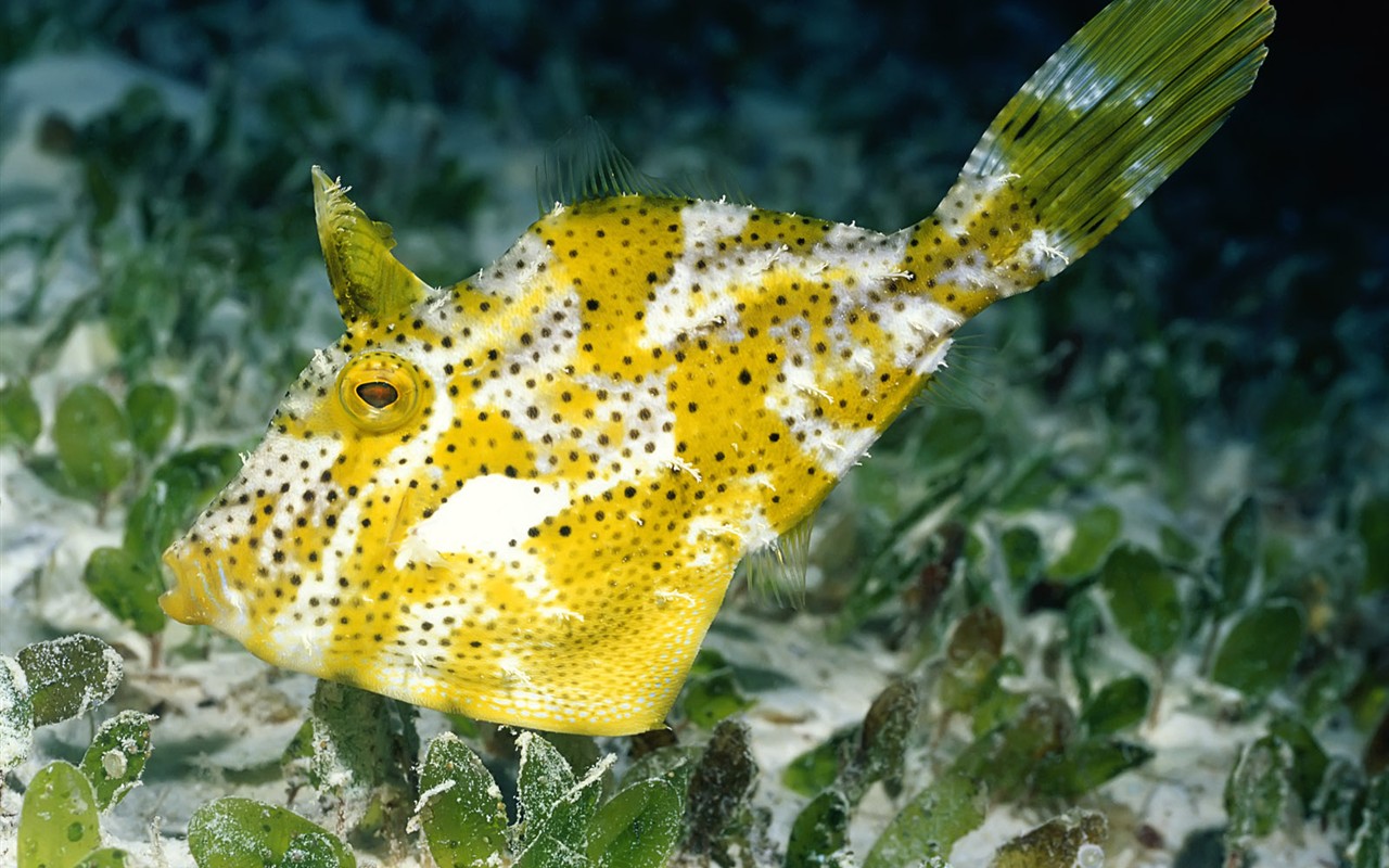 Zábava Underwater World (1) #1 - 1280x800