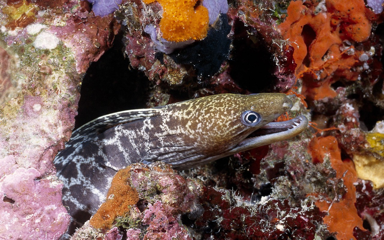 Fun Underwater World (1) #3 - 1280x800