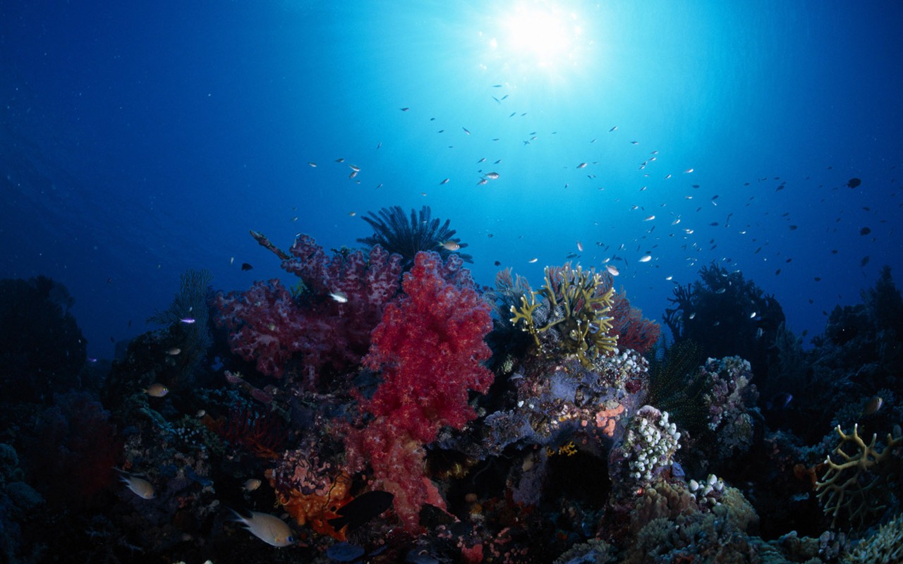 Fun Underwater World (1) #5 - 1280x800