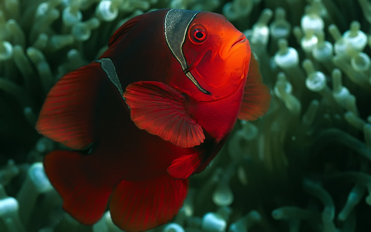 Fun Underwater World (1) #6 - 1280x800