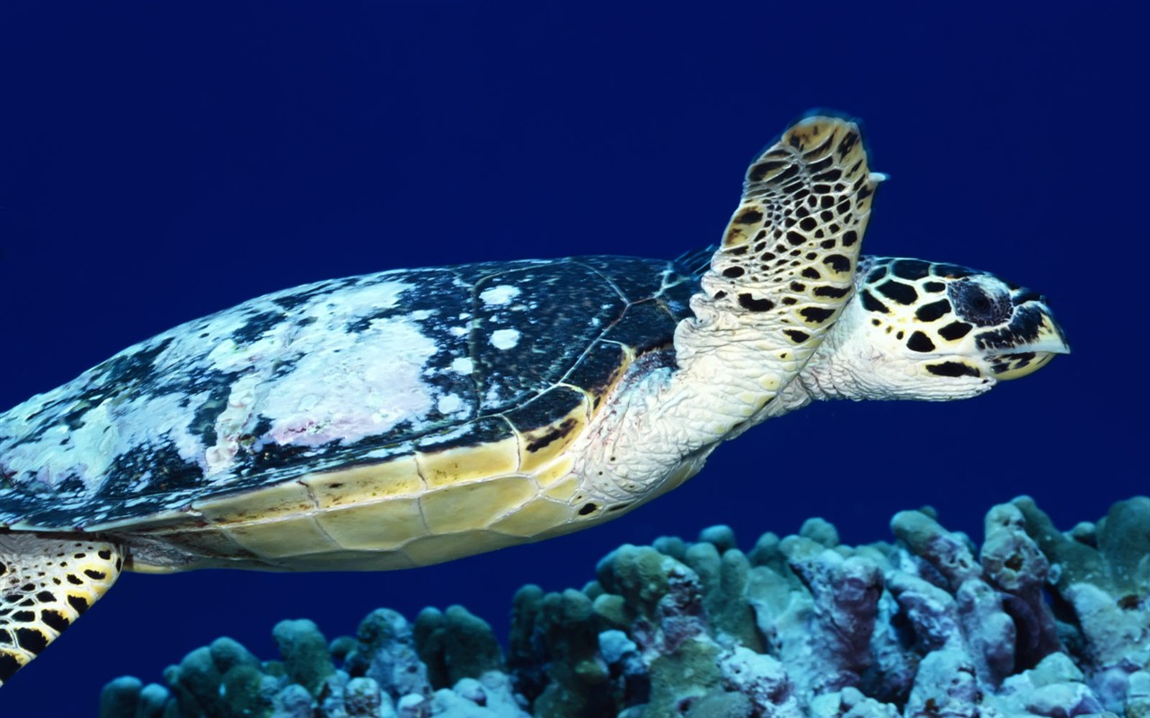 Fun Underwater World (1) #7 - 1280x800