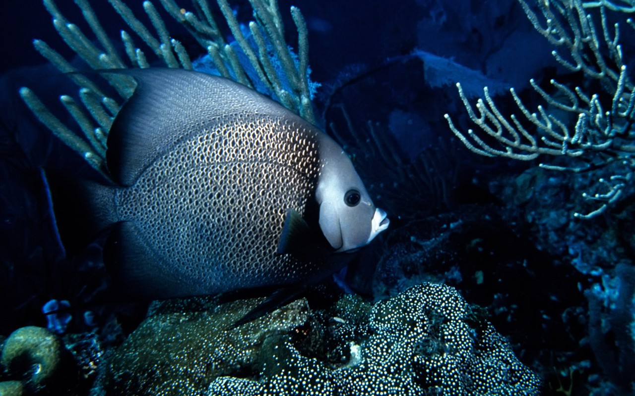 繽紛海底世界(一) #8 - 1280x800