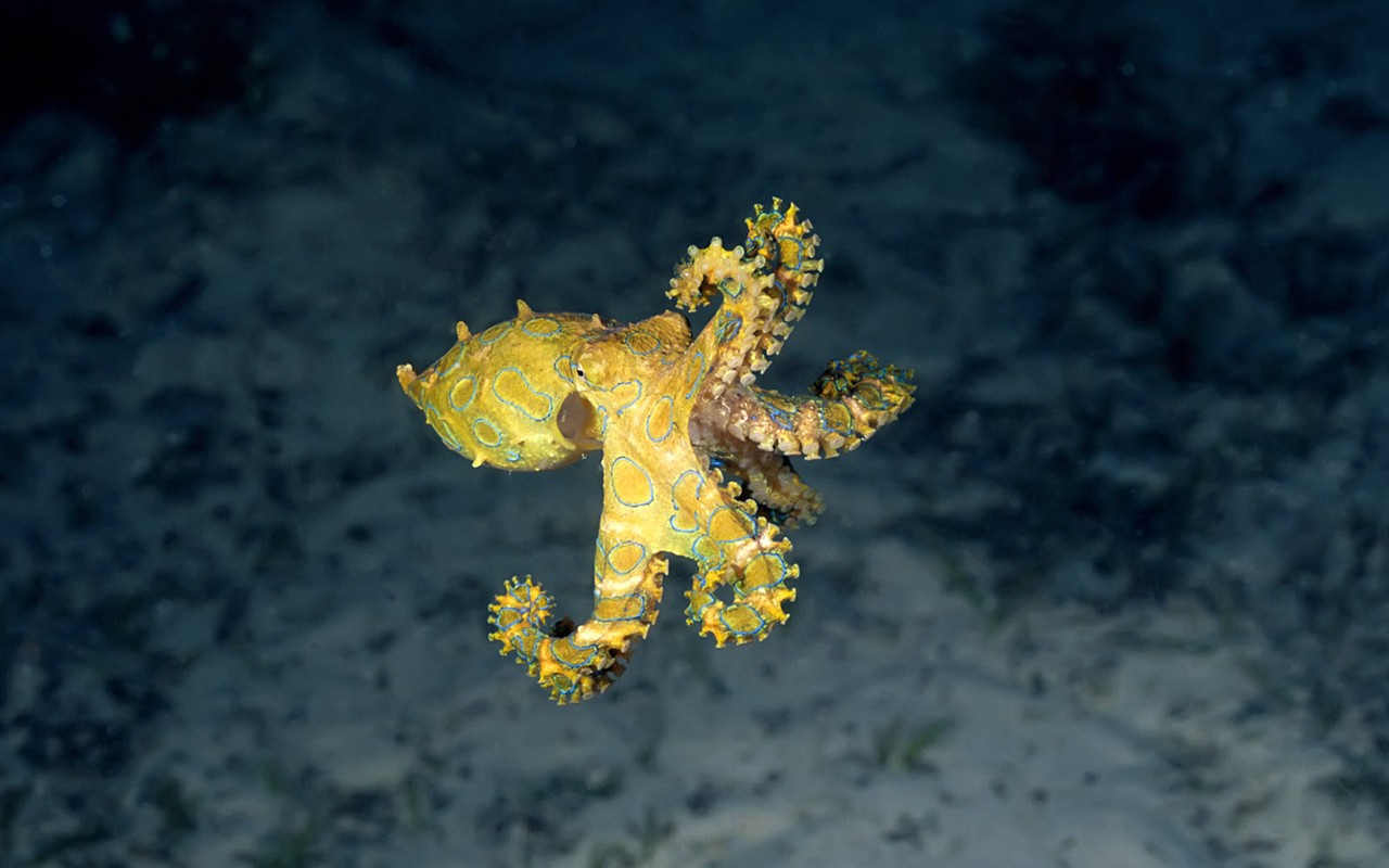 Fun Underwater World (1) #10 - 1280x800