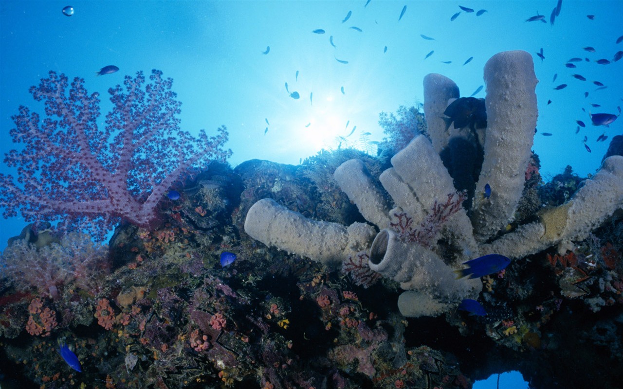 Fun Underwater World (1) #11 - 1280x800