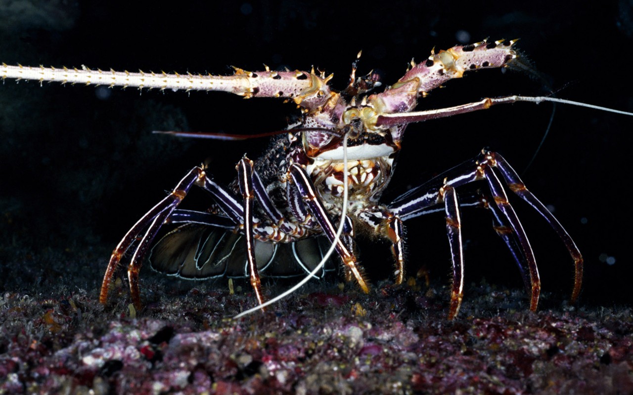 Zábava Underwater World (1) #12 - 1280x800