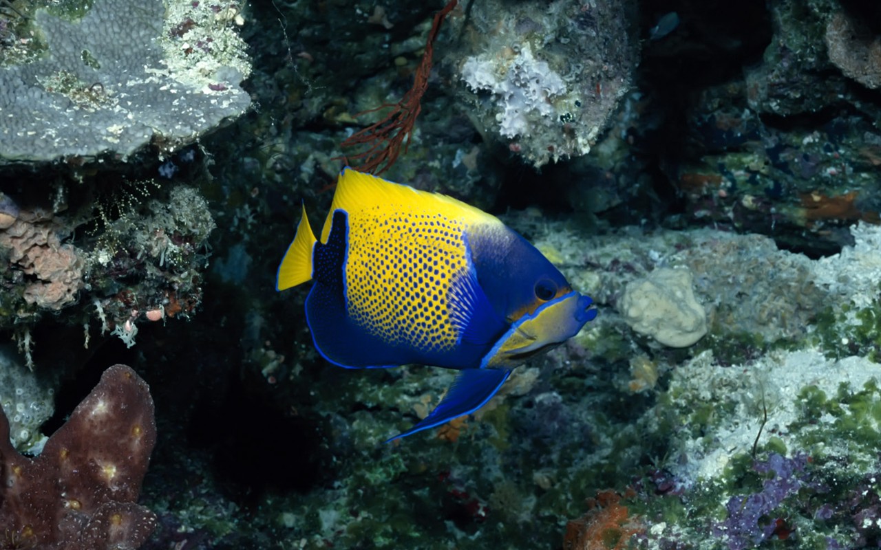 Fun Underwater World (1) #14 - 1280x800