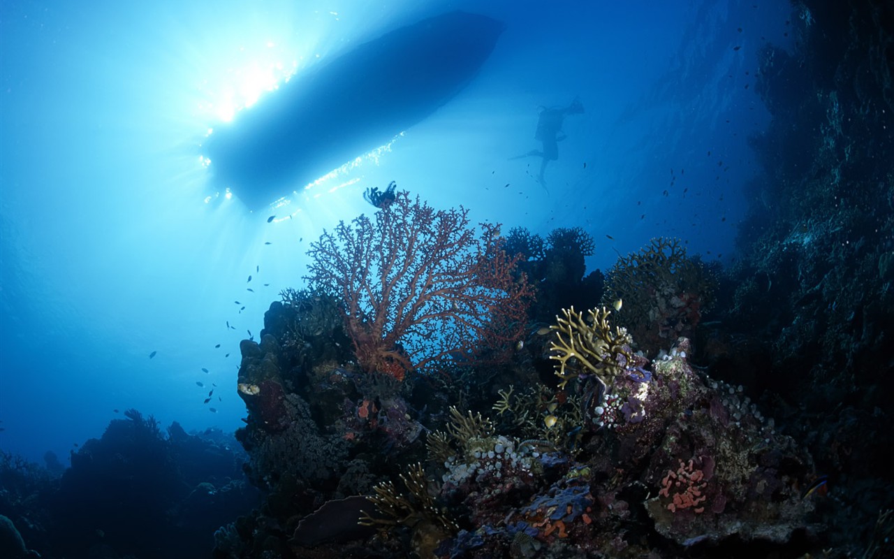 Zábava Underwater World (1) #15 - 1280x800