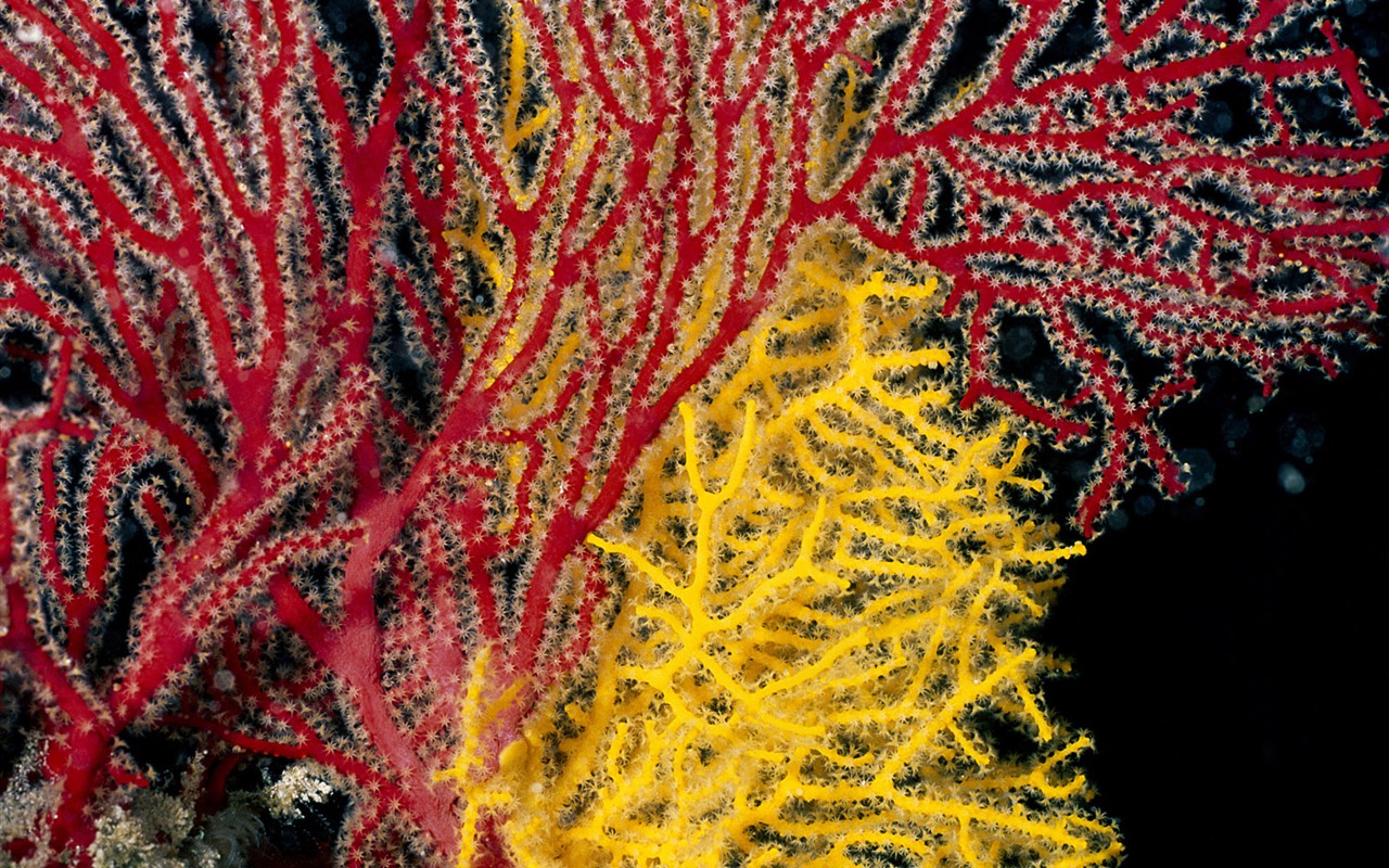 Zábava Underwater World (1) #18 - 1280x800