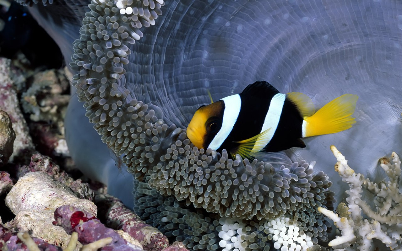 Zábava Underwater World (1) #20 - 1280x800
