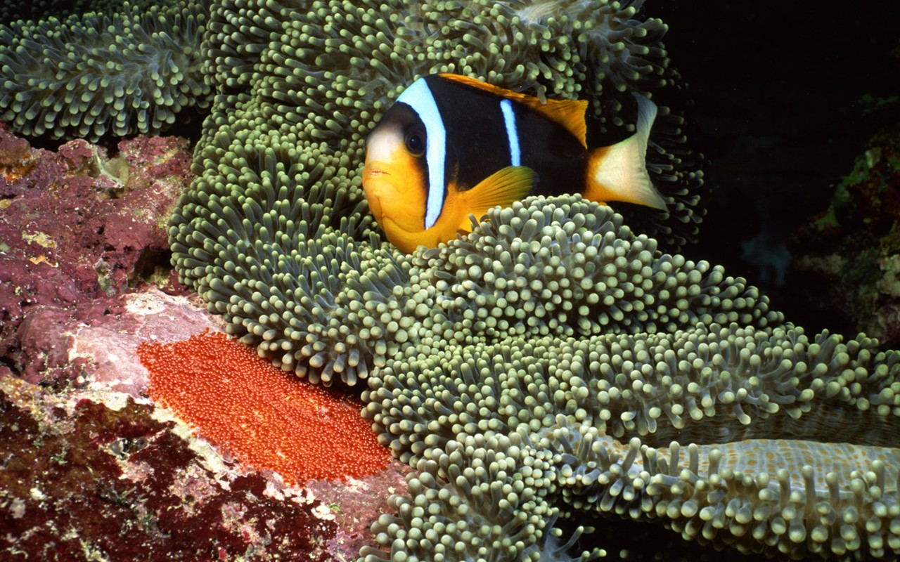 Zábava Underwater World (2) #1 - 1280x800