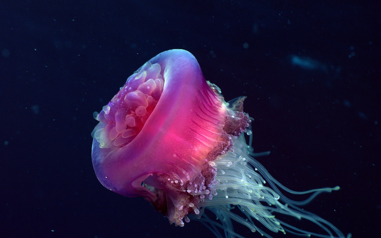 Zábava Underwater World (2) #4 - 1280x800
