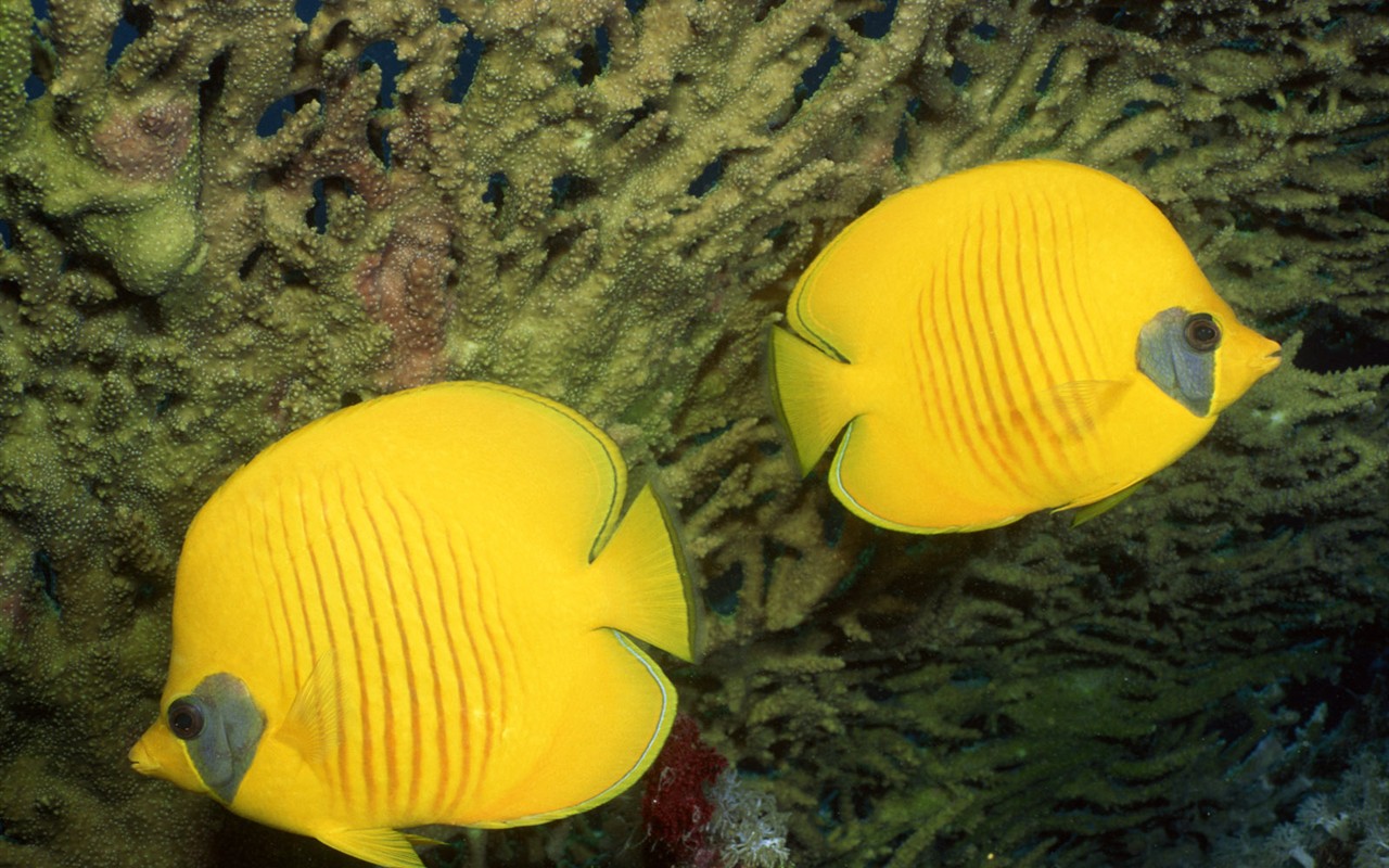 Zábava Underwater World (2) #6 - 1280x800