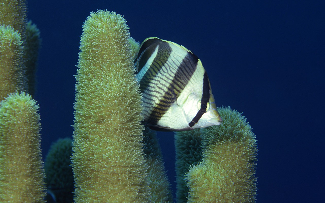 Zábava Underwater World (2) #7 - 1280x800