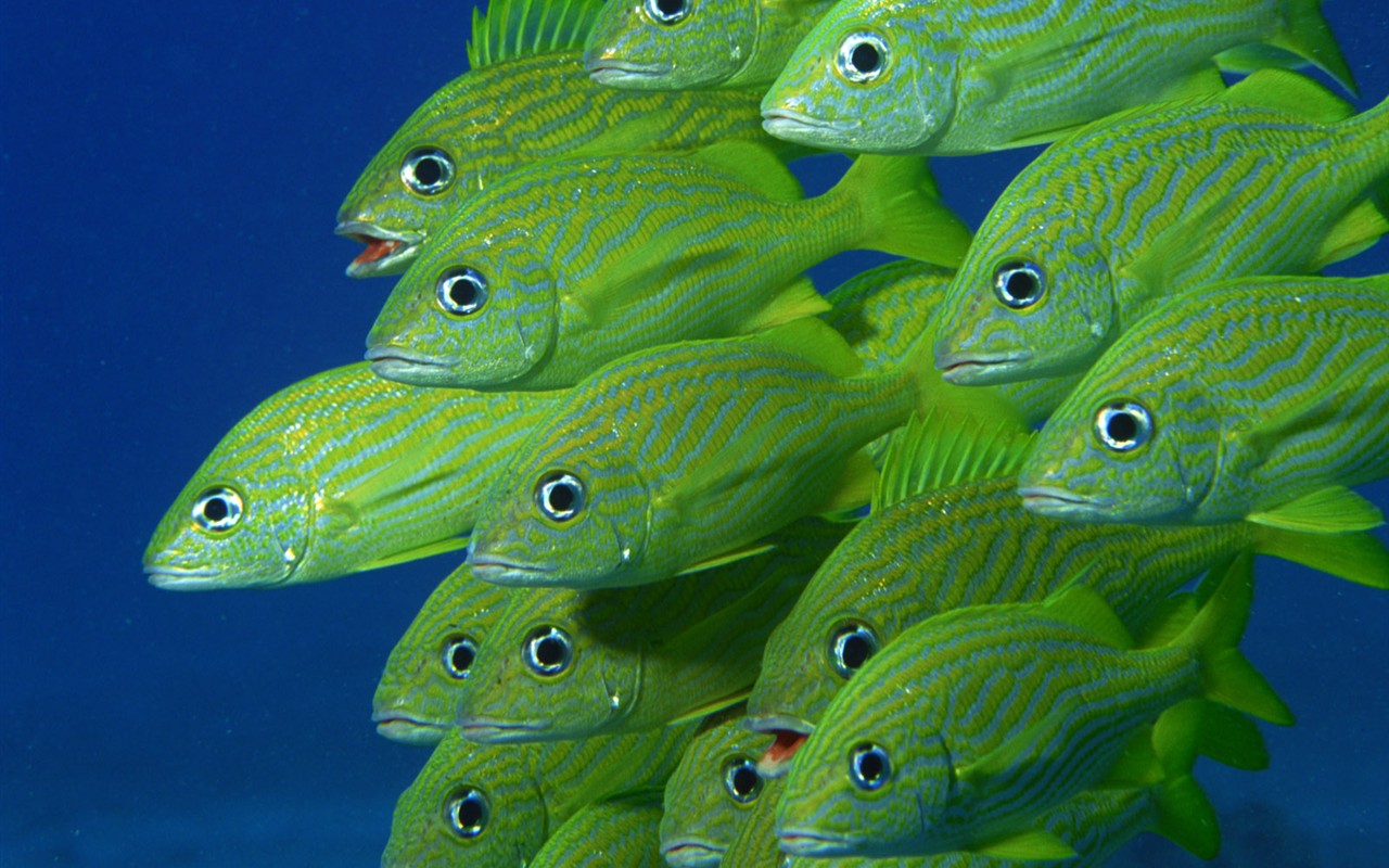 Zábava Underwater World (2) #13 - 1280x800