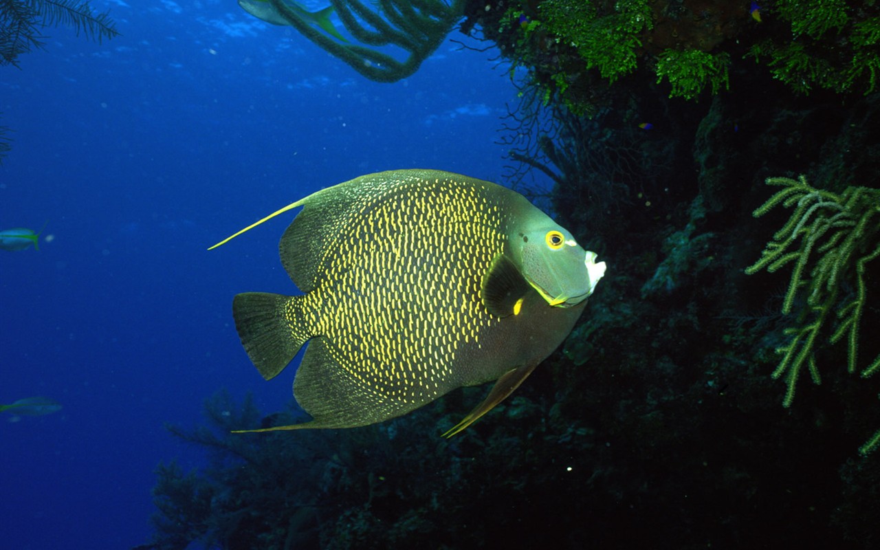 Zábava Underwater World (2) #18 - 1280x800
