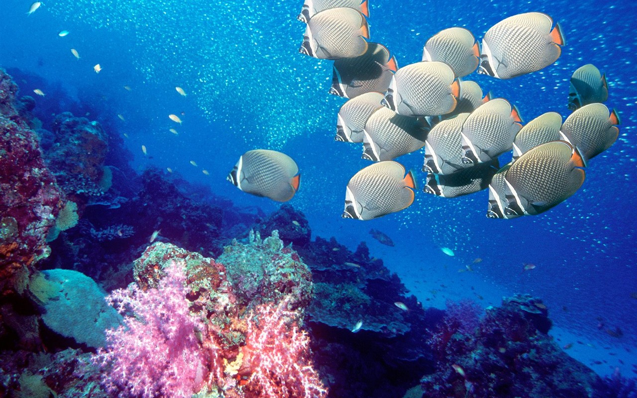 海洋生物壁纸精选(一)1 - 1280x800