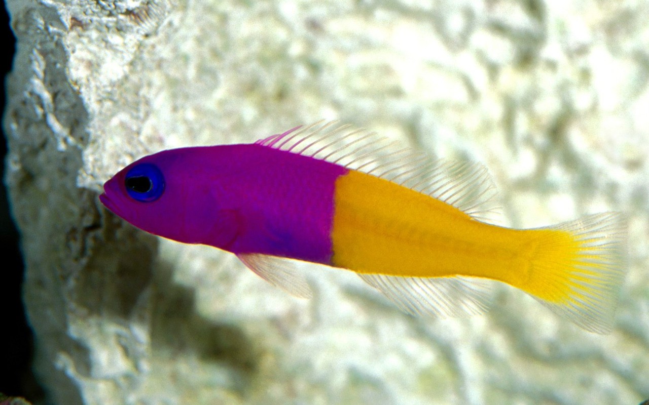 海洋生物壁纸精选(一)4 - 1280x800