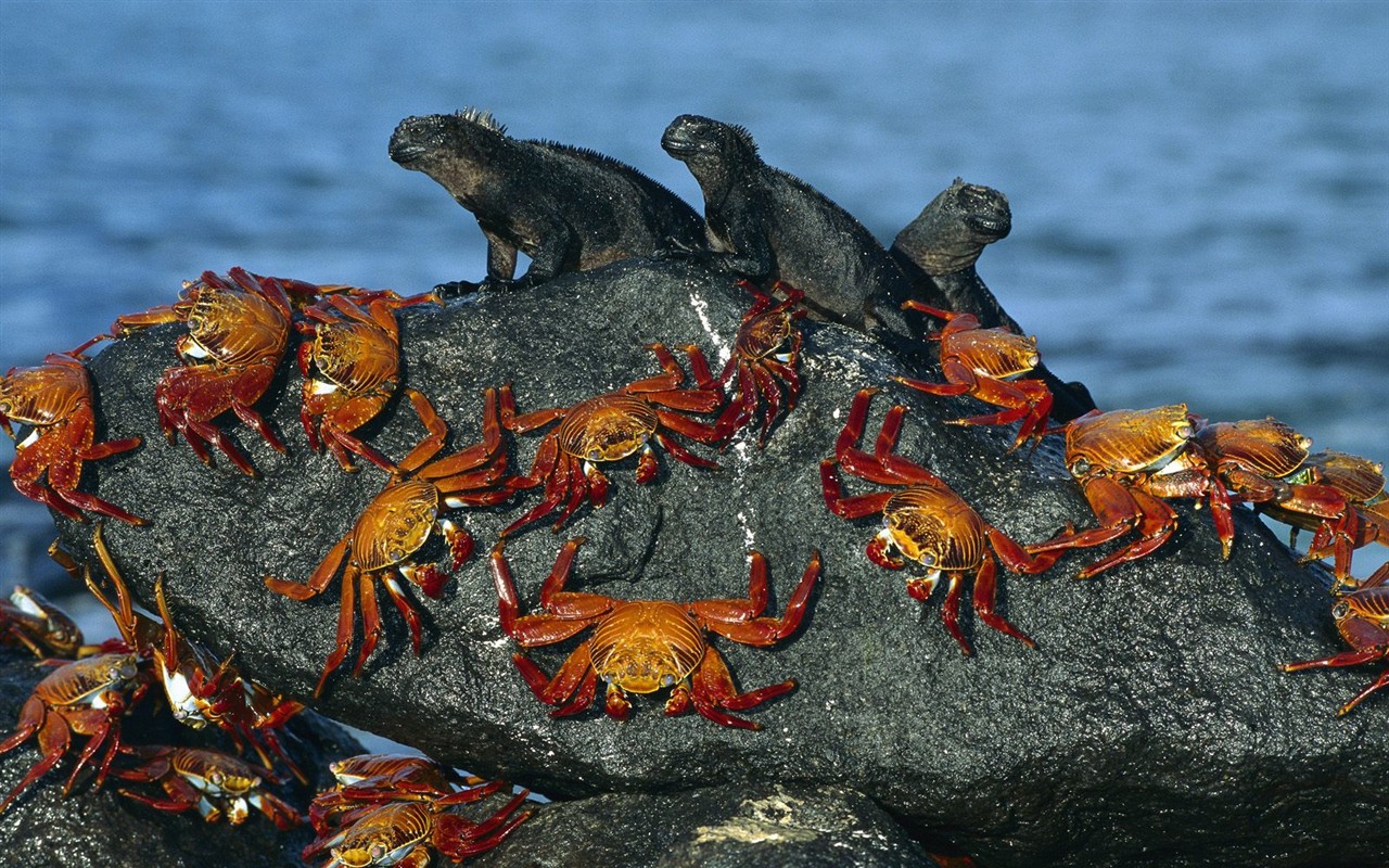 Marine Life Wallpaper Selection (1) #5 - 1280x800