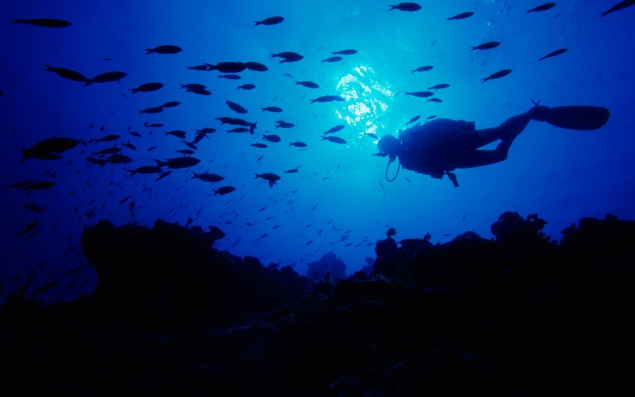 Marine Life Wallpaper Selection (1) #6 - 1280x800
