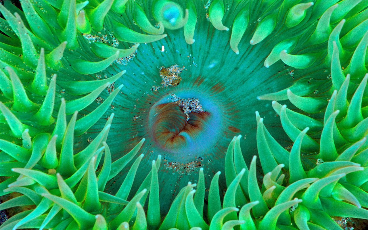 Marine Life Wallpaper Selection (1) #12 - 1280x800